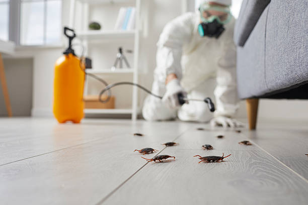 Post-Treatment Bed Bug Interceptor Monitoring in San Dimas